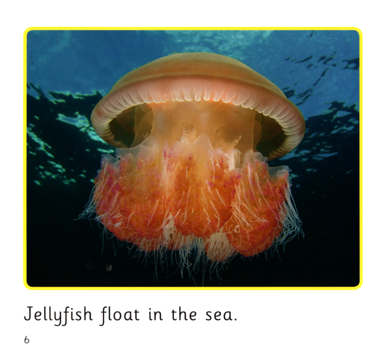 In the Sea绘本故事第5页