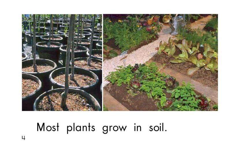Where Plants Grow绘本故事第4页