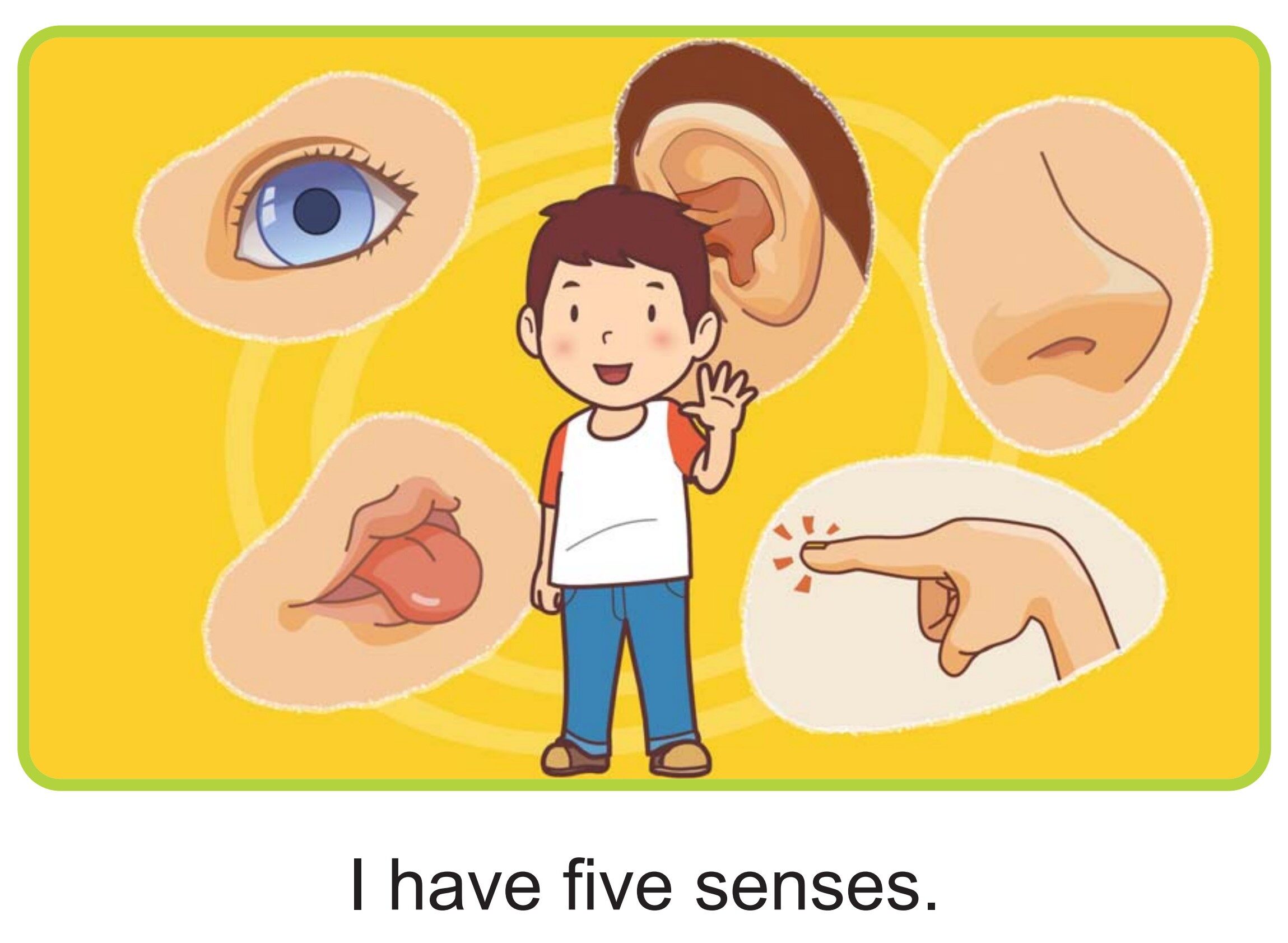 My Five Senses绘本故事第3页