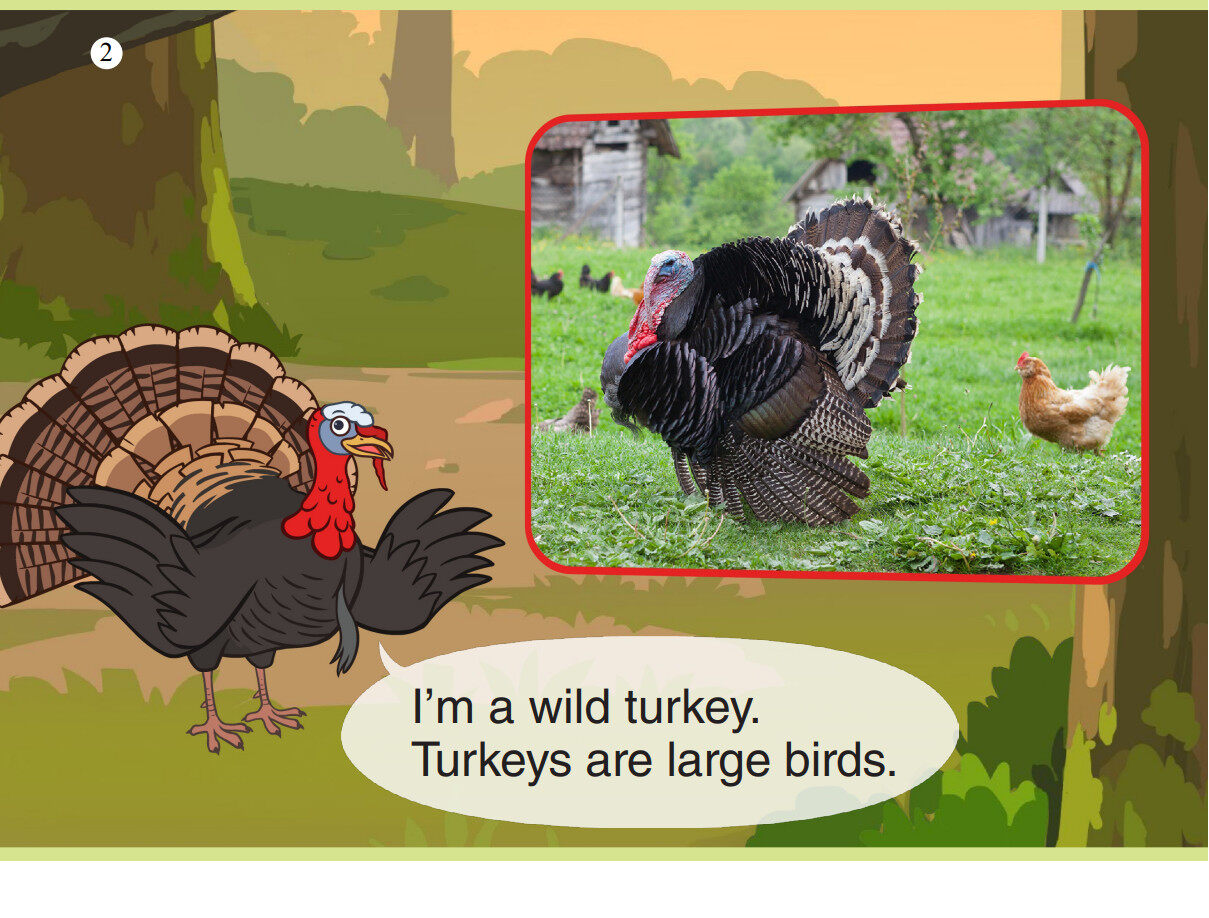 Wild Turkey绘本故事第3页
