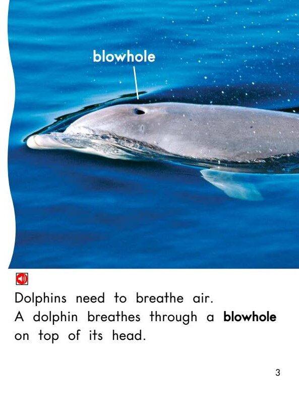 Dolphins绘本故事第4页