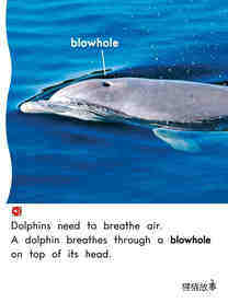 Dolphins绘本故事第4页