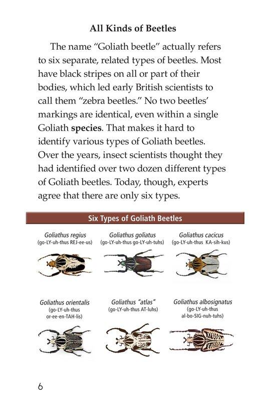 Goliath Beetles Giant Insects绘本故事第5页