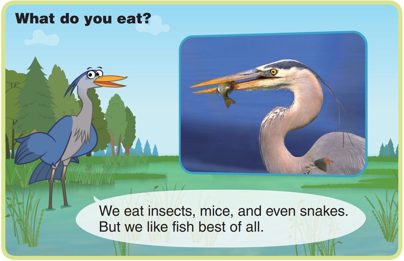 Great Blue Heron绘本故事第5页