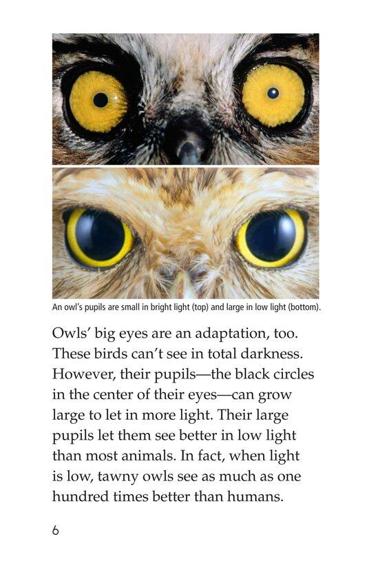 Owls Overhead绘本故事第5页