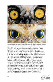 Owls Overhead绘本故事第5页