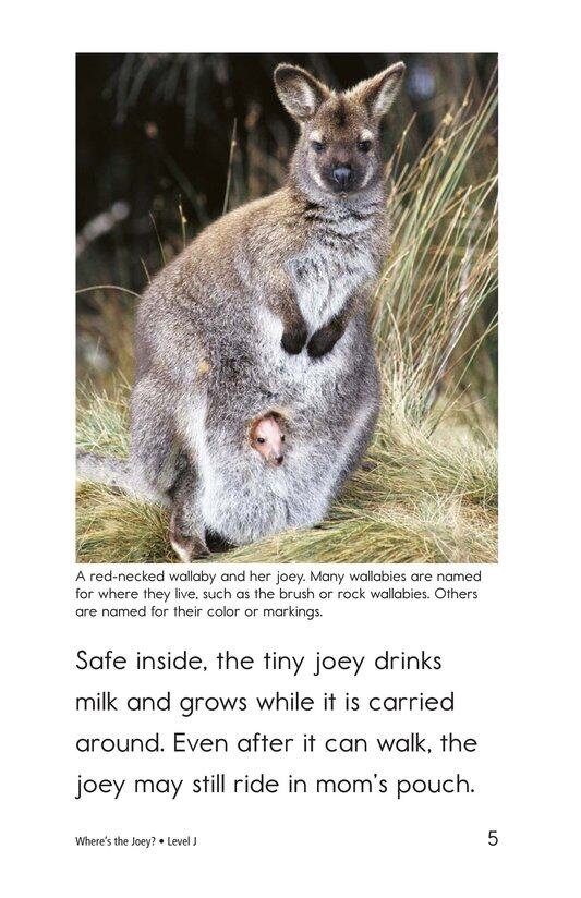 Where's the Joey绘本故事第4页