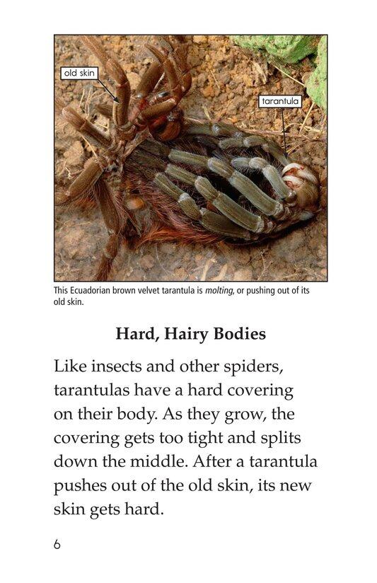 Tarantula!绘本故事第5页