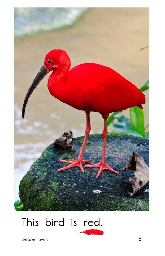 Bird Colors绘本故事第5页