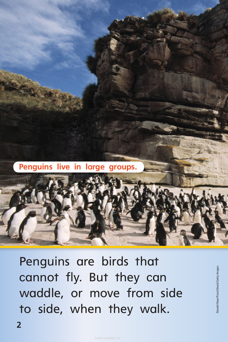 G1 On U4W2 Penguins All Around绘本故事第4页