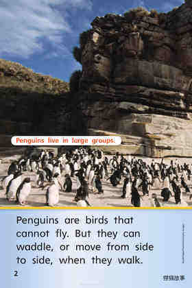 G1 On U4W2 Penguins All Around绘本故事第4页