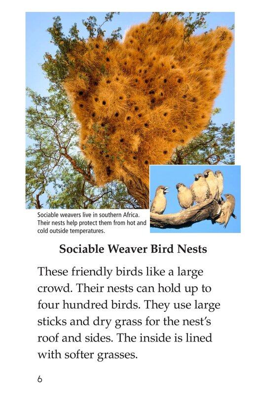 What Built This绘本故事第5页