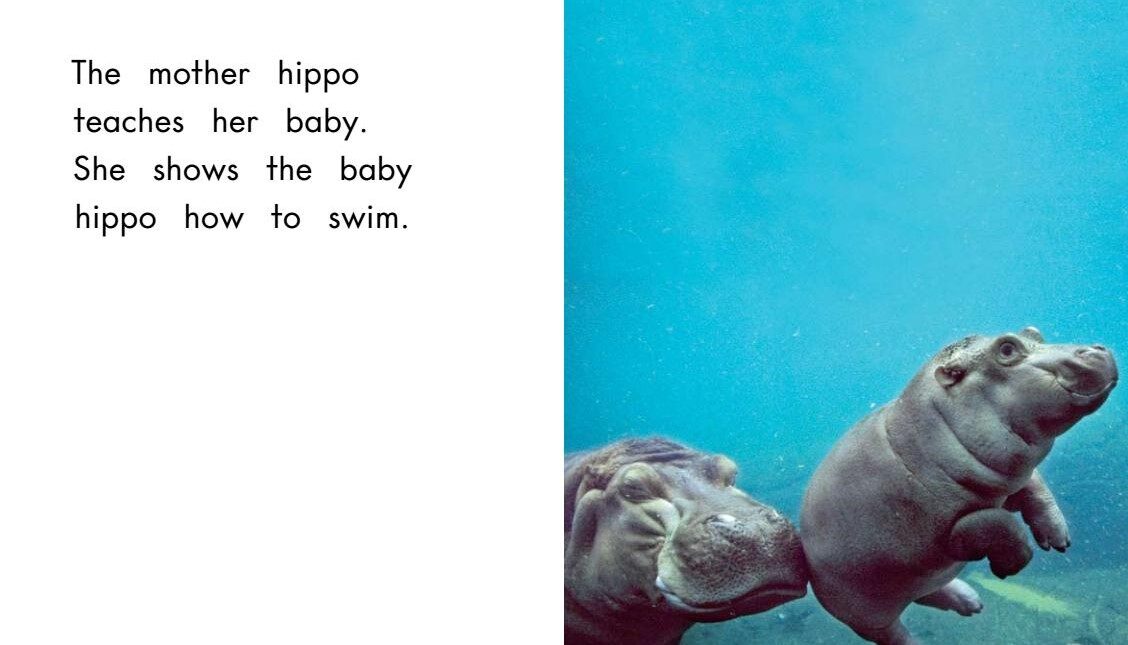 All about animal babies绘本故事第5页