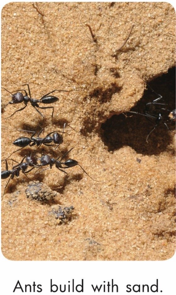 Ants Build绘本故事第4页