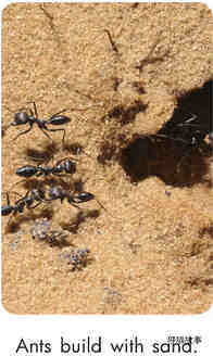 Ants Build绘本故事第4页