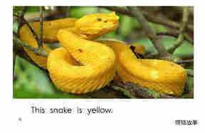Snake Colors绘本故事第4页