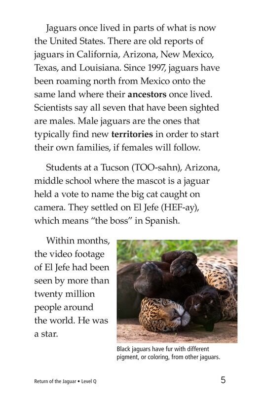 Return of the Jaguar绘本故事第4页