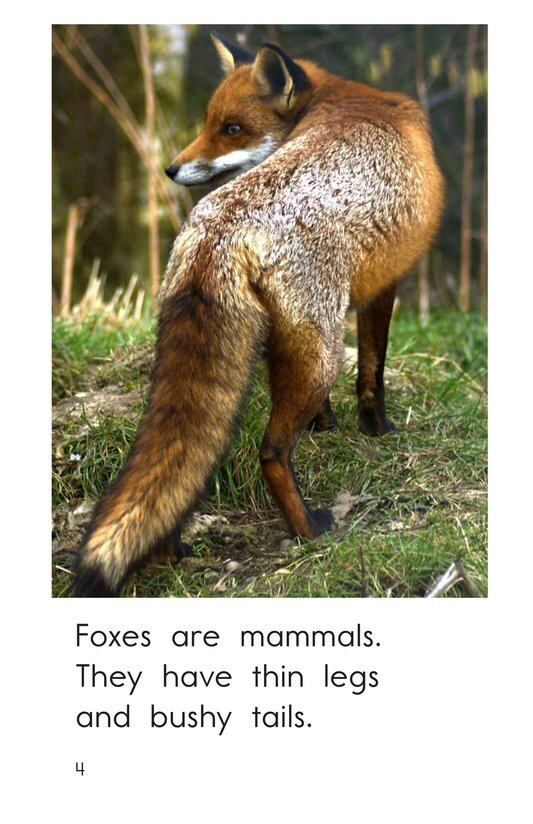 All About Foxes绘本故事第4页