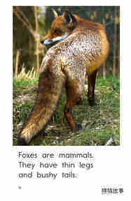 All About Foxes绘本故事第4页