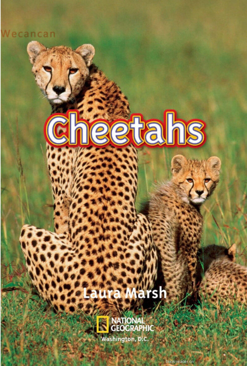 Cheetahs