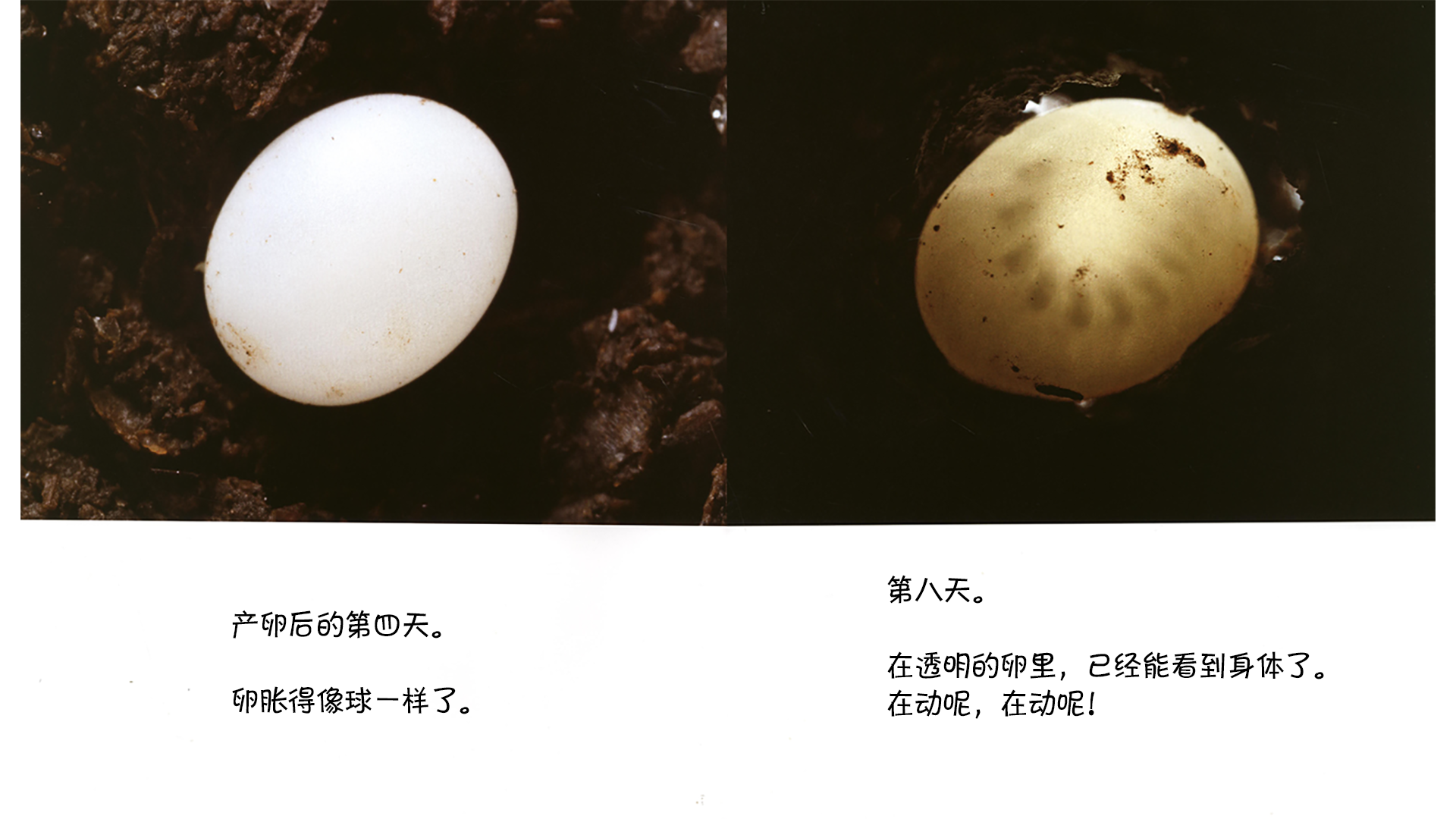 诞生了！独角仙绘本故事第5页