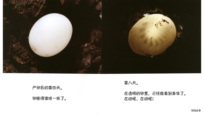 诞生了！独角仙绘本故事第5页