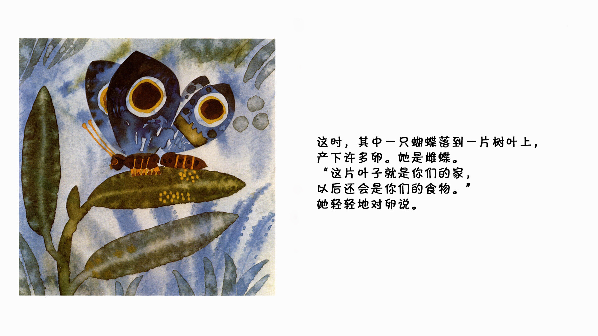 蝴蝶  绘本故事第5页