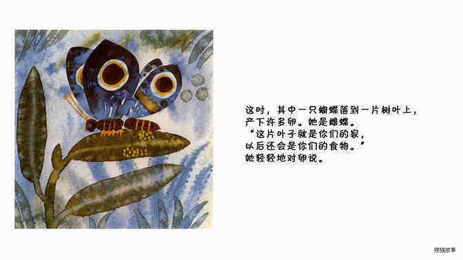 蝴蝶  绘本故事第5页