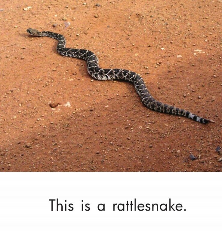 Look Around绘本故事第5页