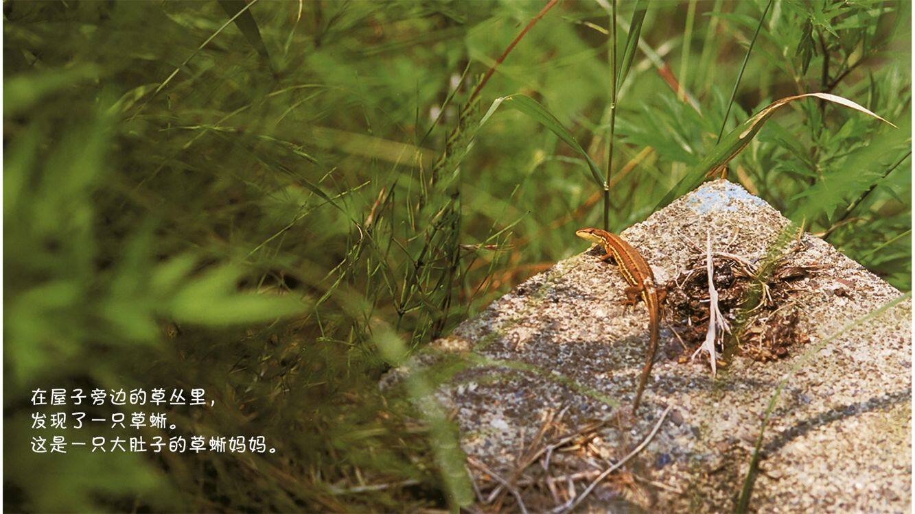 诞生了！草蜥绘本故事第3页