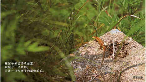 诞生了！草蜥绘本故事第3页