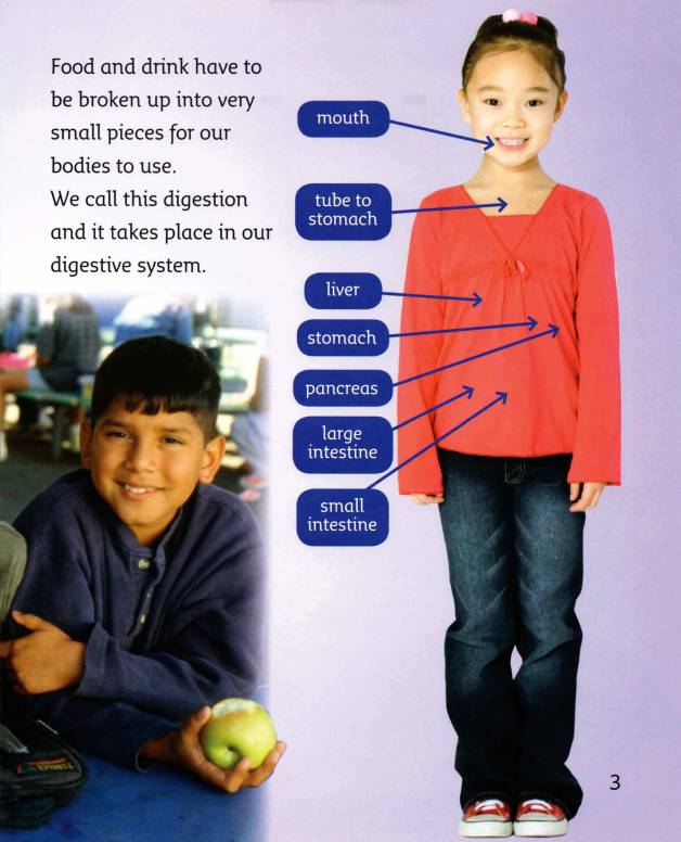 The Digestive System绘本故事第4页