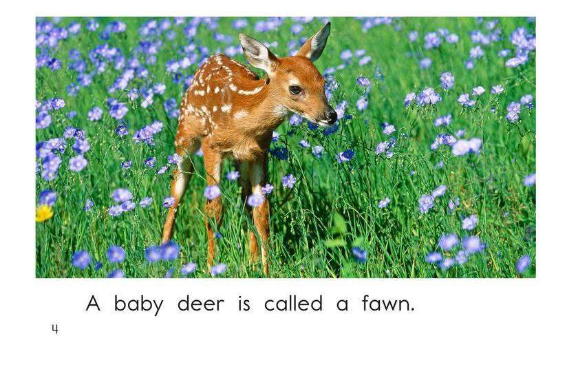 More Baby Animals绘本故事第4页