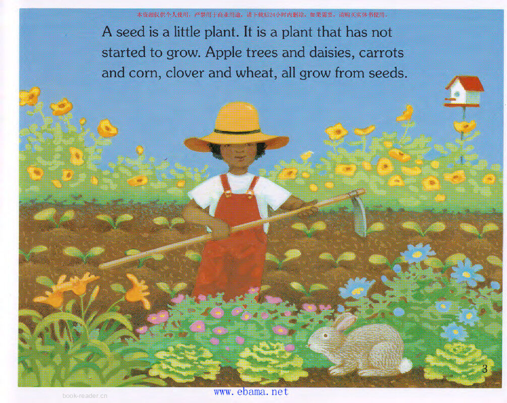 How a Seed Grows绘本故事第3页