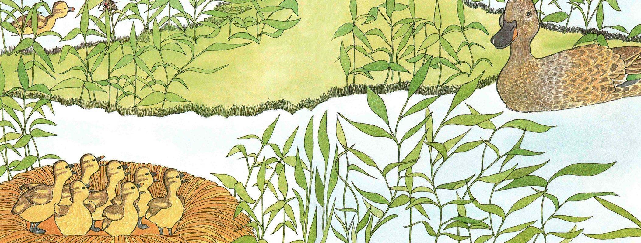 你看到我的小鸭了吗？绘本故事第3页