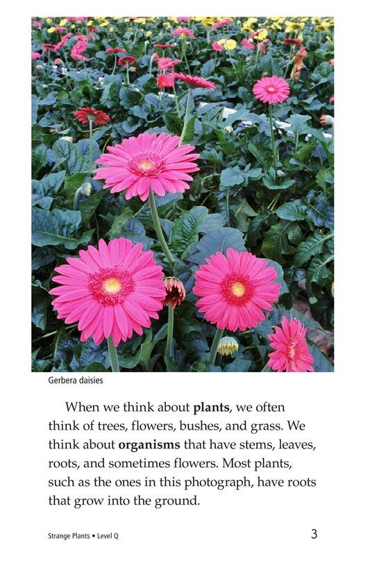 Strange Plants绘本故事第3页
