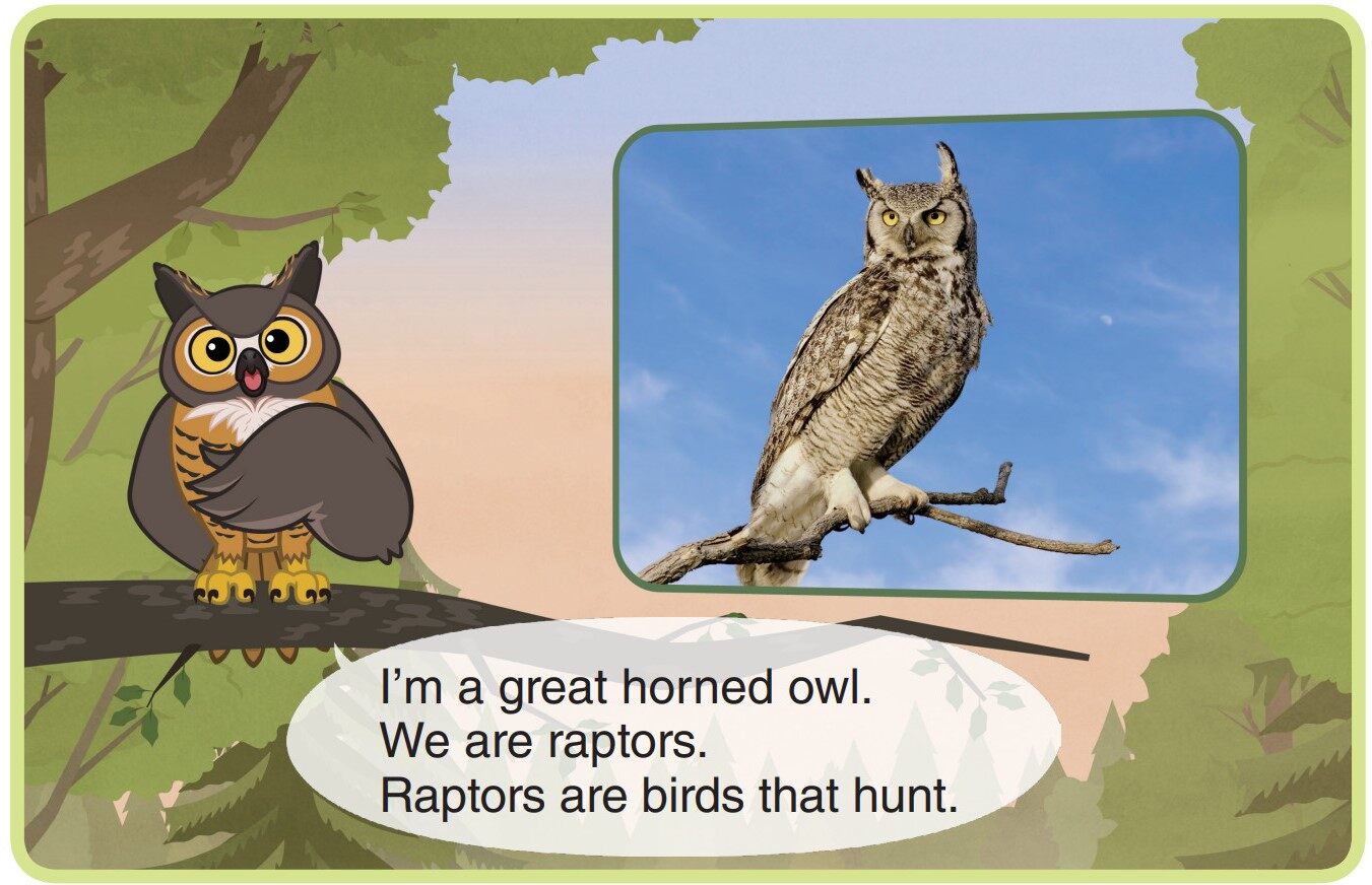 Great Horned Owl绘本故事第3页