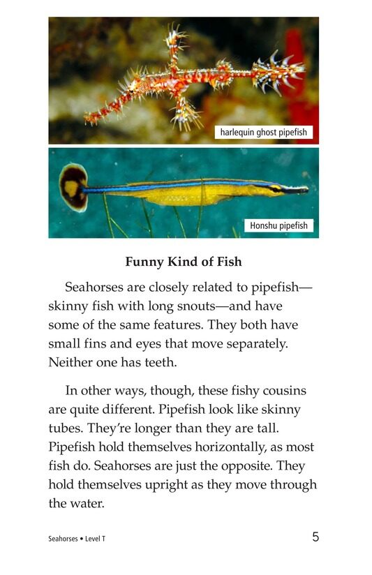 Seahorses绘本故事第4页