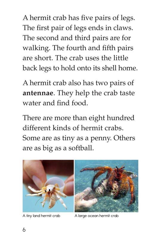 Hermit Crabs绘本故事第5页