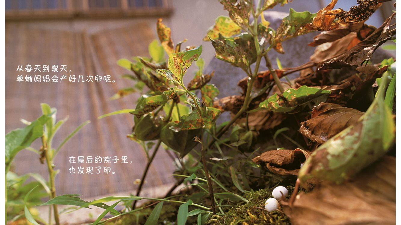 诞生了！草蜥绘本故事第5页