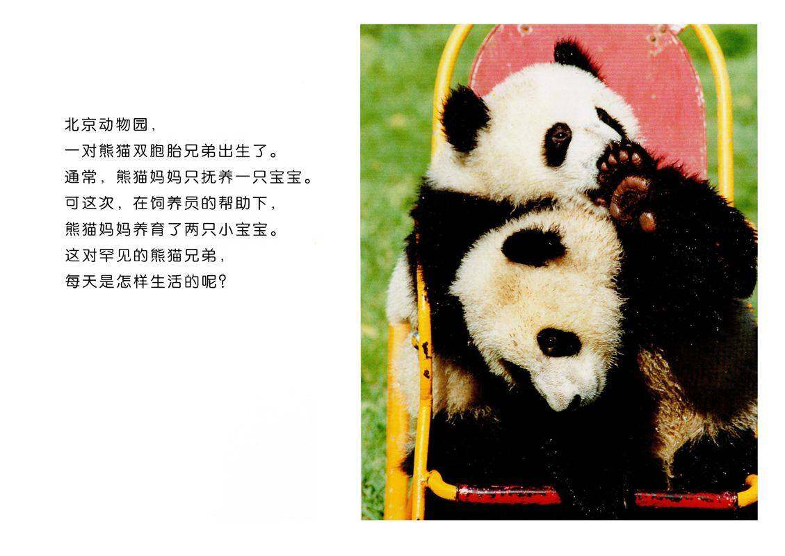 亲子绘本 你好！熊猫兄弟绘本故事第2页