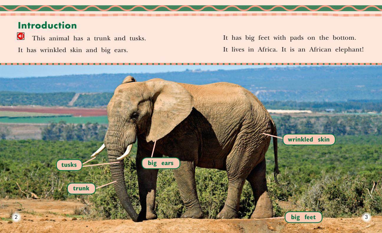 All About African Elephants绘本故事第3页