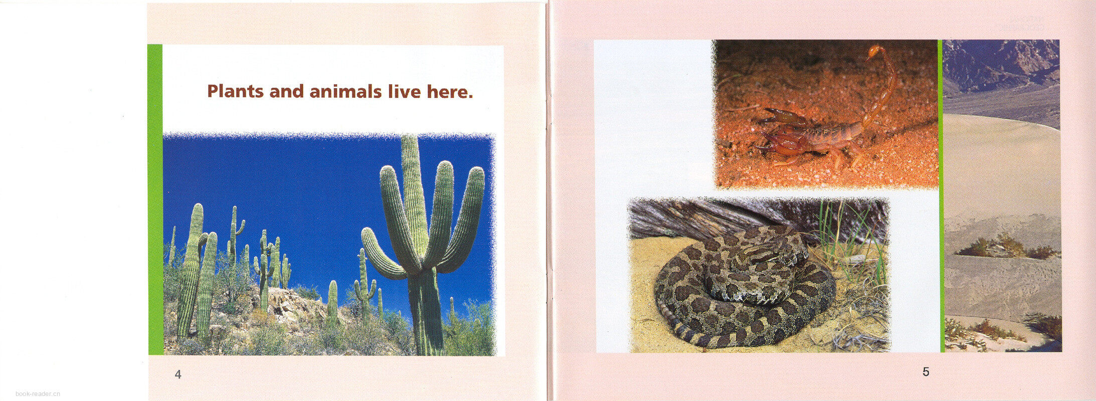 Plants and Animals Live Here绘本故事第4页