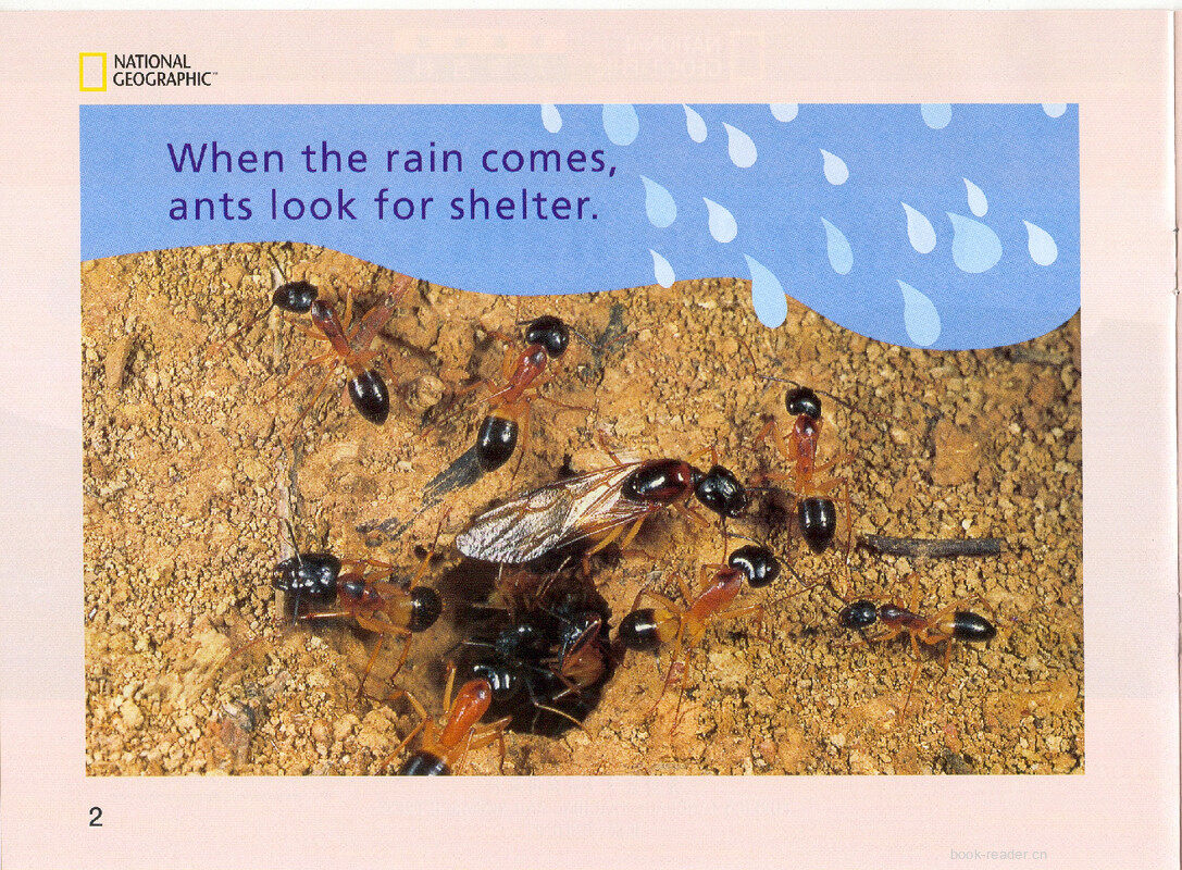 When the Rain Comes绘本故事第3页