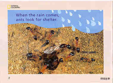 When the Rain Comes绘本故事第3页