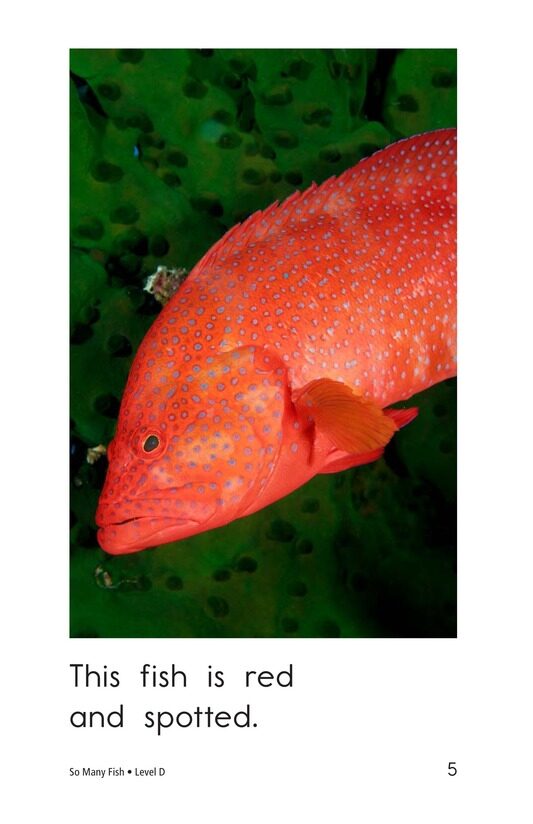 So Many Fish绘本故事第5页