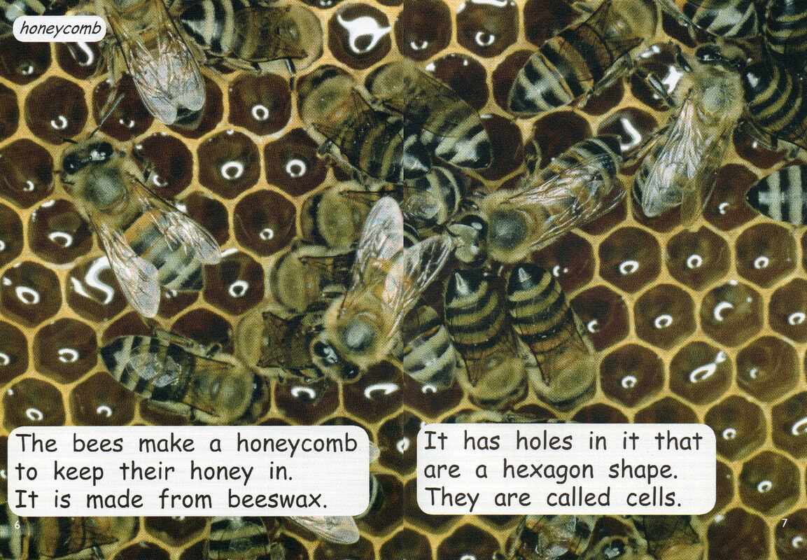 making honey绘本故事第5页