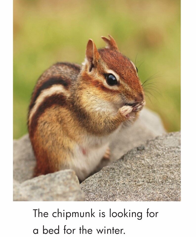 A Winter Home绘本故事第3页