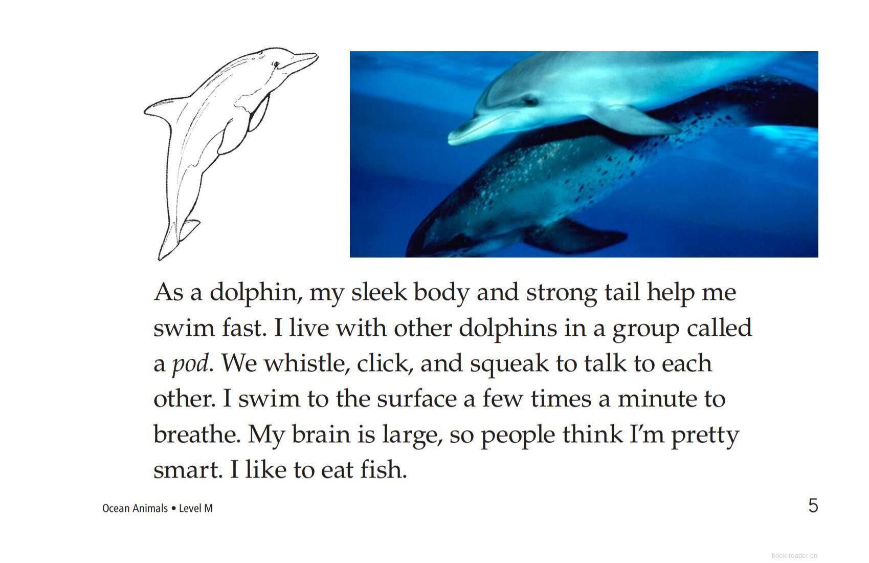 Ocean Animals绘本故事第5页