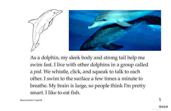 Ocean Animals绘本故事第5页